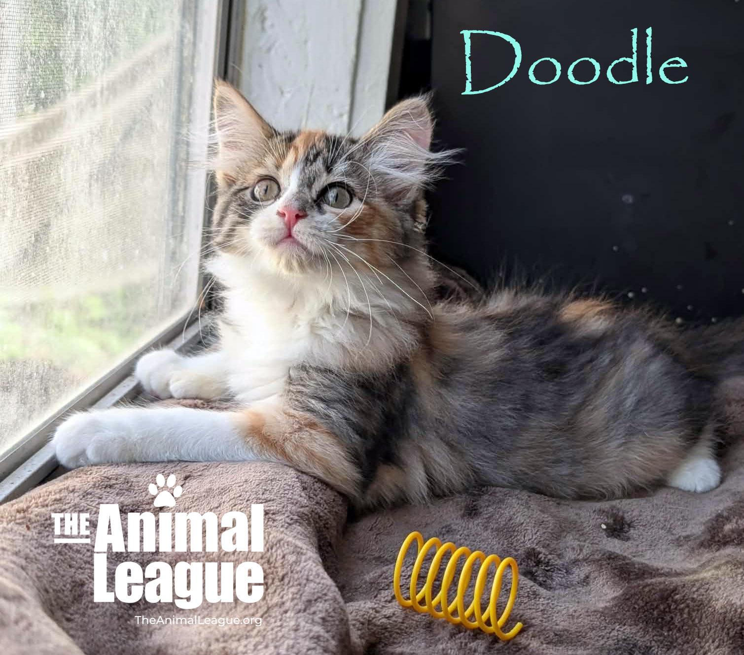 Doodle, an adopted mixed breed in Groveland, FL image 5/5