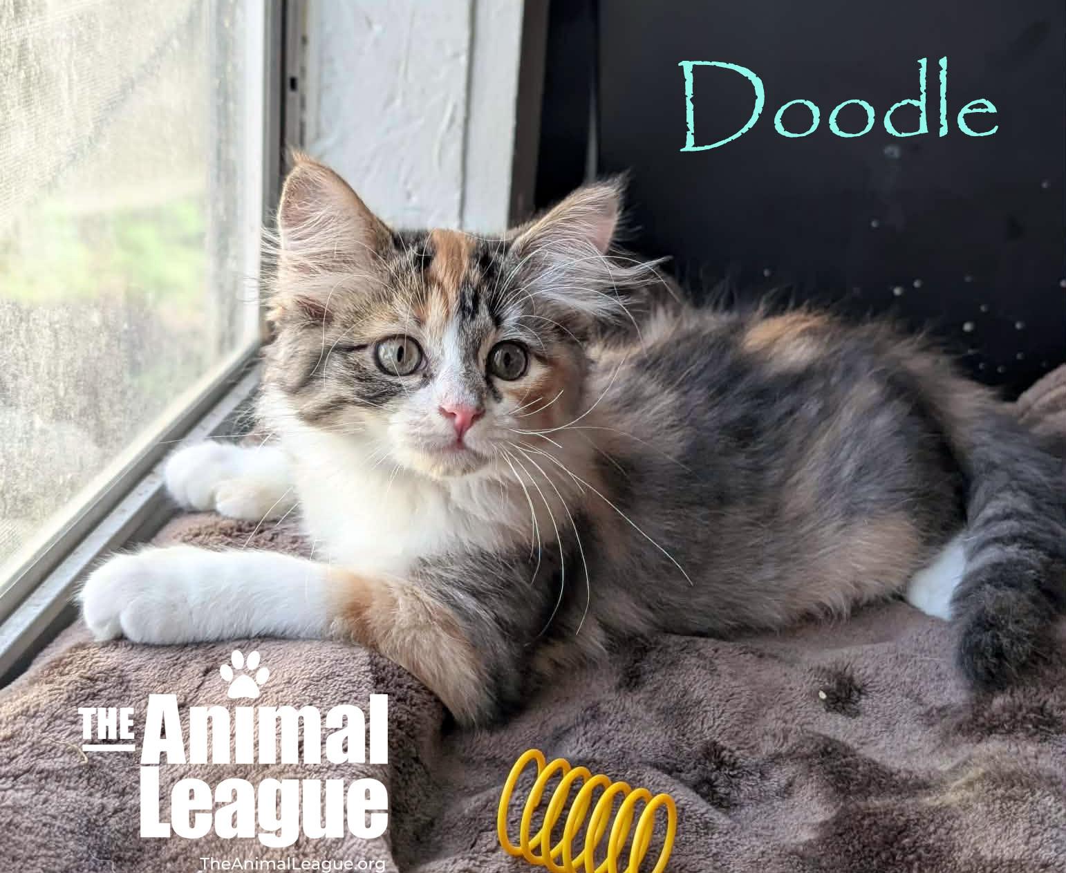 Doodle, an adopted mixed breed in Groveland, FL image 2/5