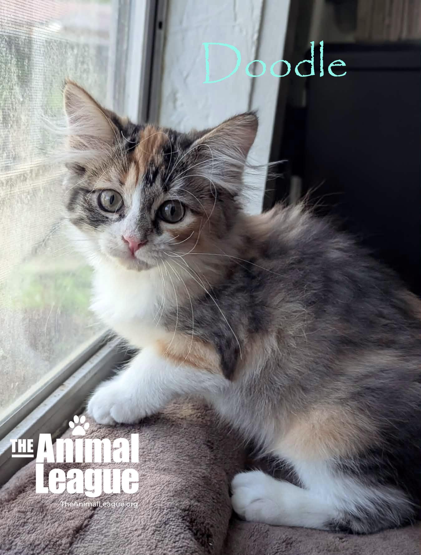 Doodle, an adopted mixed breed in Groveland, FL image 1/5