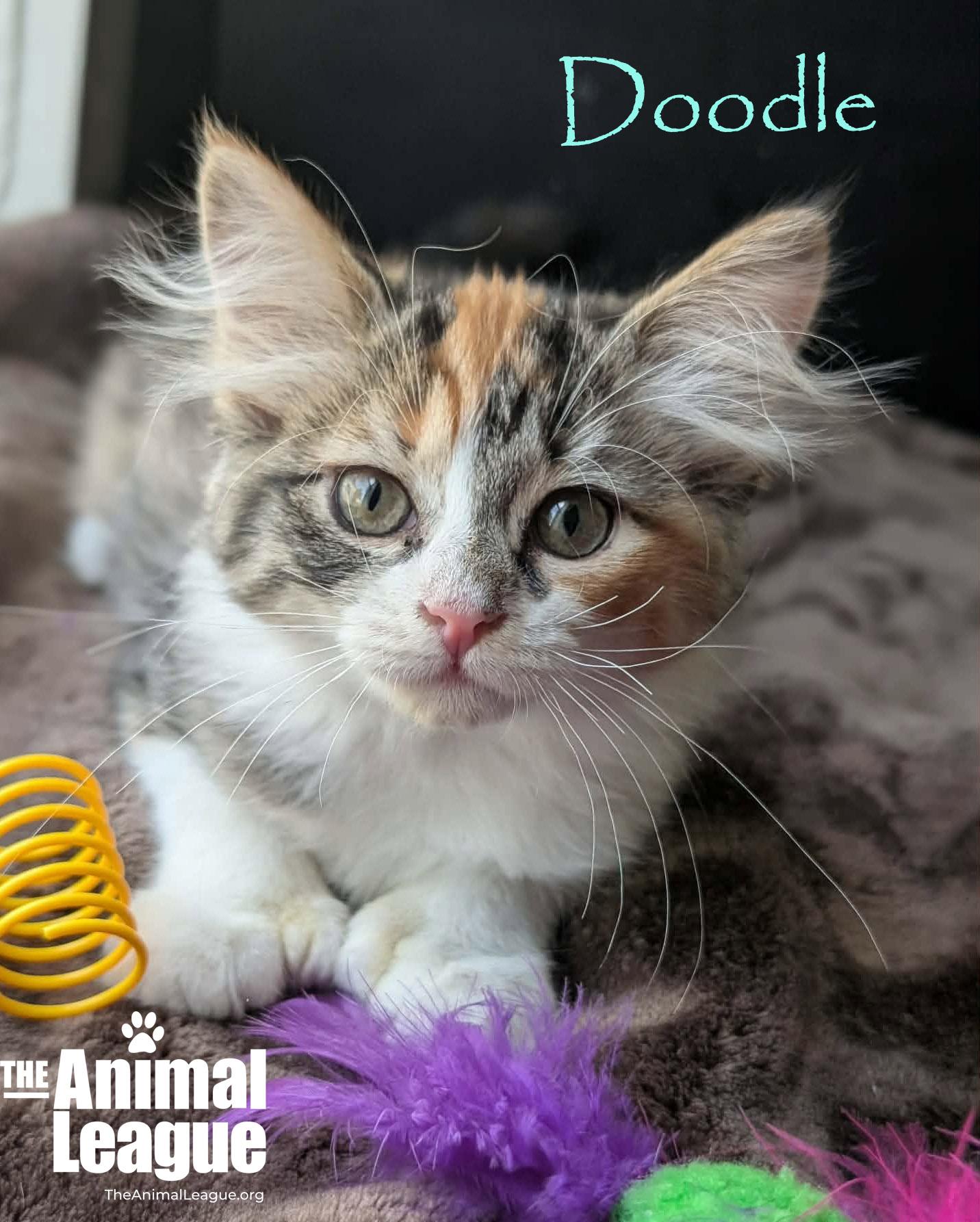 Doodle, an adopted mixed breed in Groveland, FL image 4/5