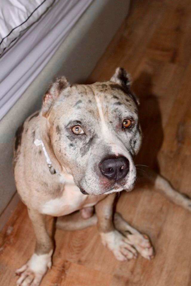 Enlarge Taiger, a Adopted mixed breed in Fort Myers, FL image 1/4