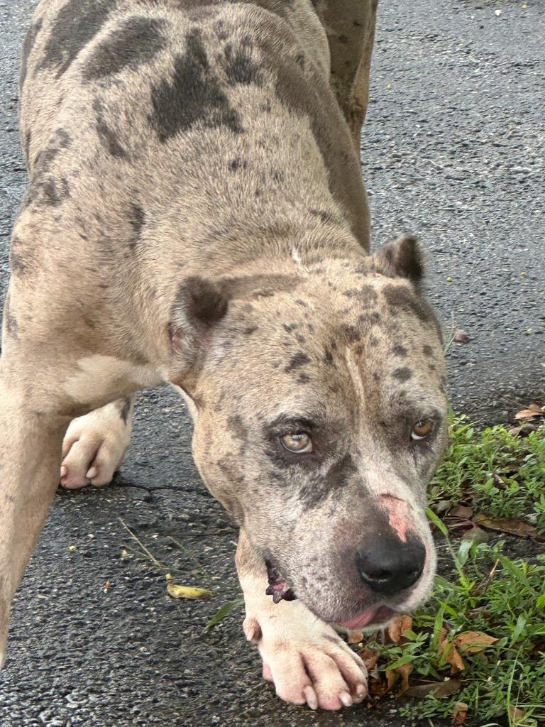 Enlarge Taiger, a Adopted mixed breed in Fort Myers, FL image 2/4