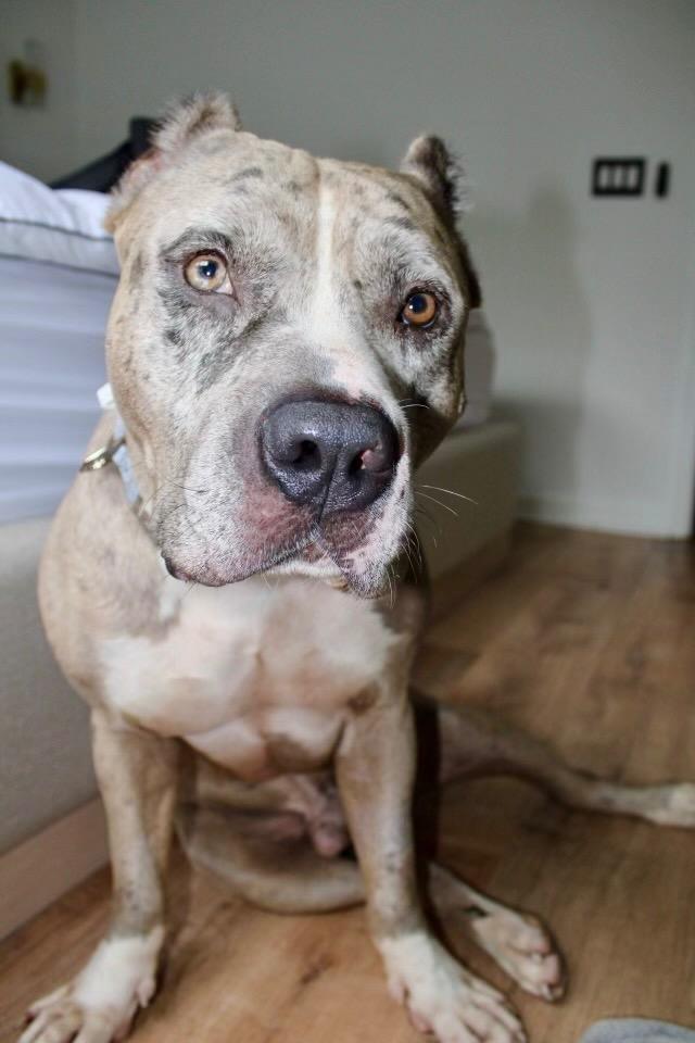 Enlarge Taiger, a Adopted mixed breed in Fort Myers, FL image 3/4