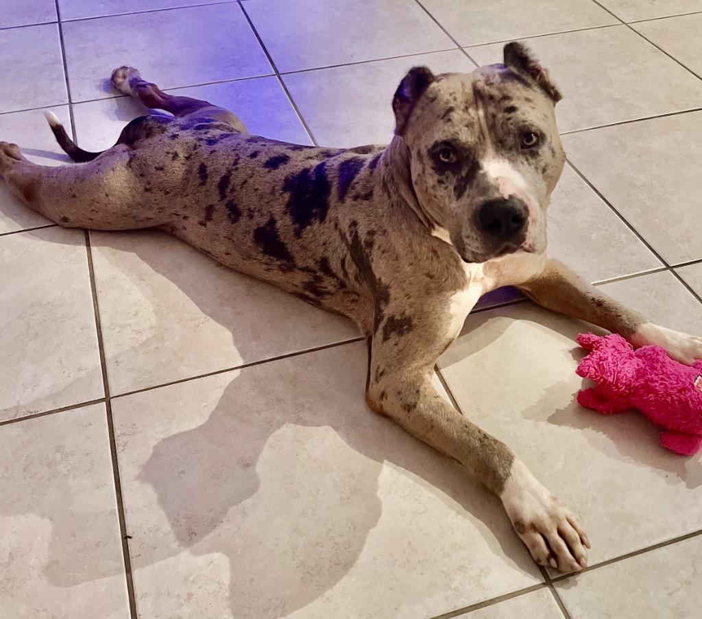 Enlarge Taiger, a Adopted mixed breed in Fort Myers, FL image 4/4