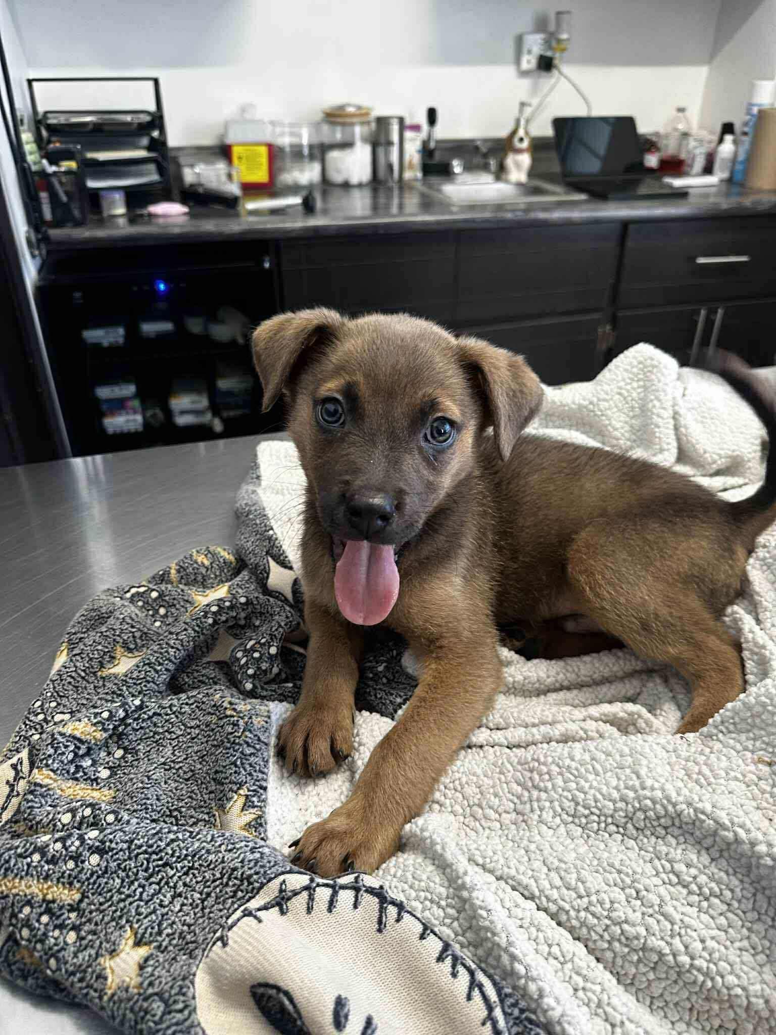 Max #2, Adoptable, Puppy Male Mixed Breed.