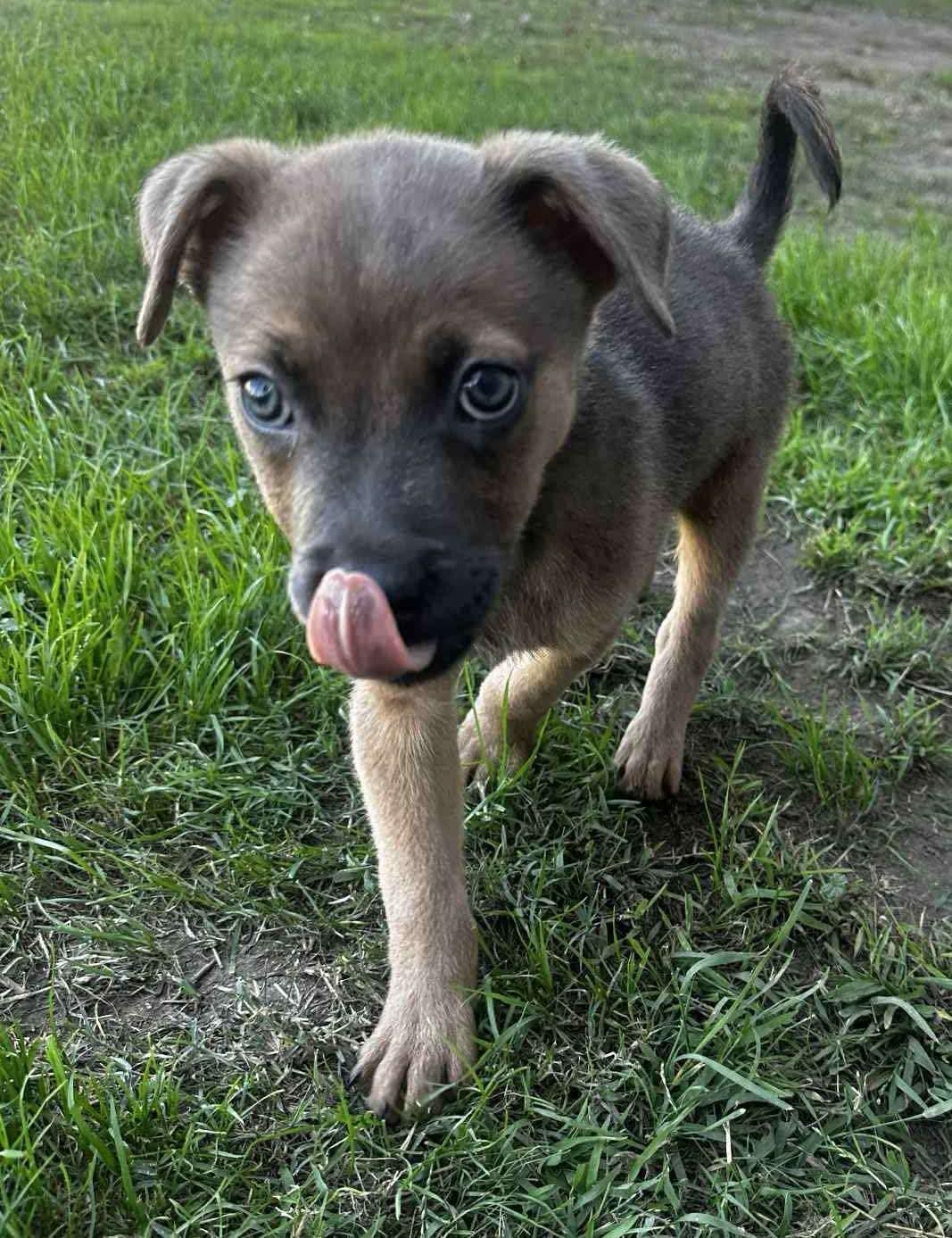 Enlarge Max #2, a Adoptable Mixed Breed in Puyallup, WA image 2/4