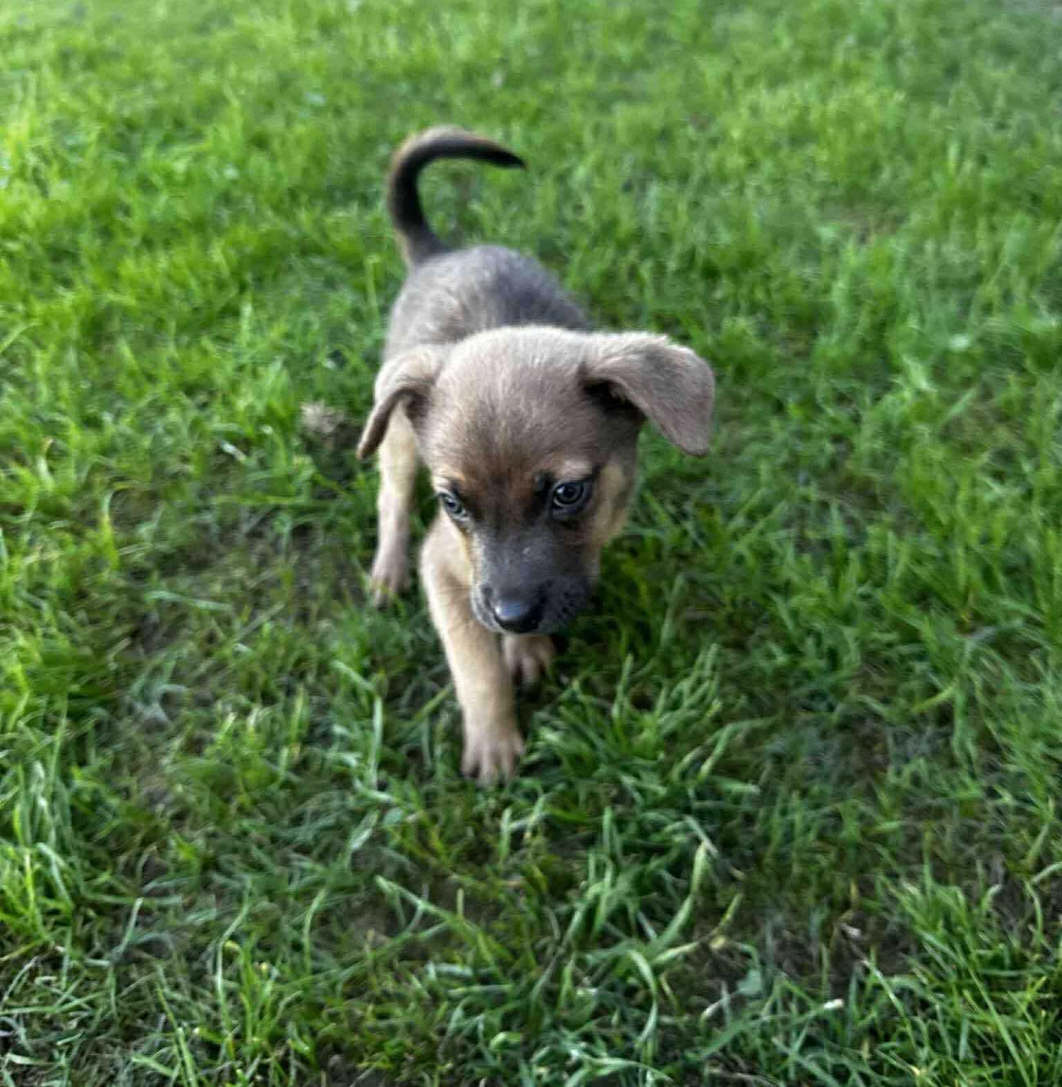 Enlarge Max #2, a Adoptable Mixed Breed in Puyallup, WA image 3/4