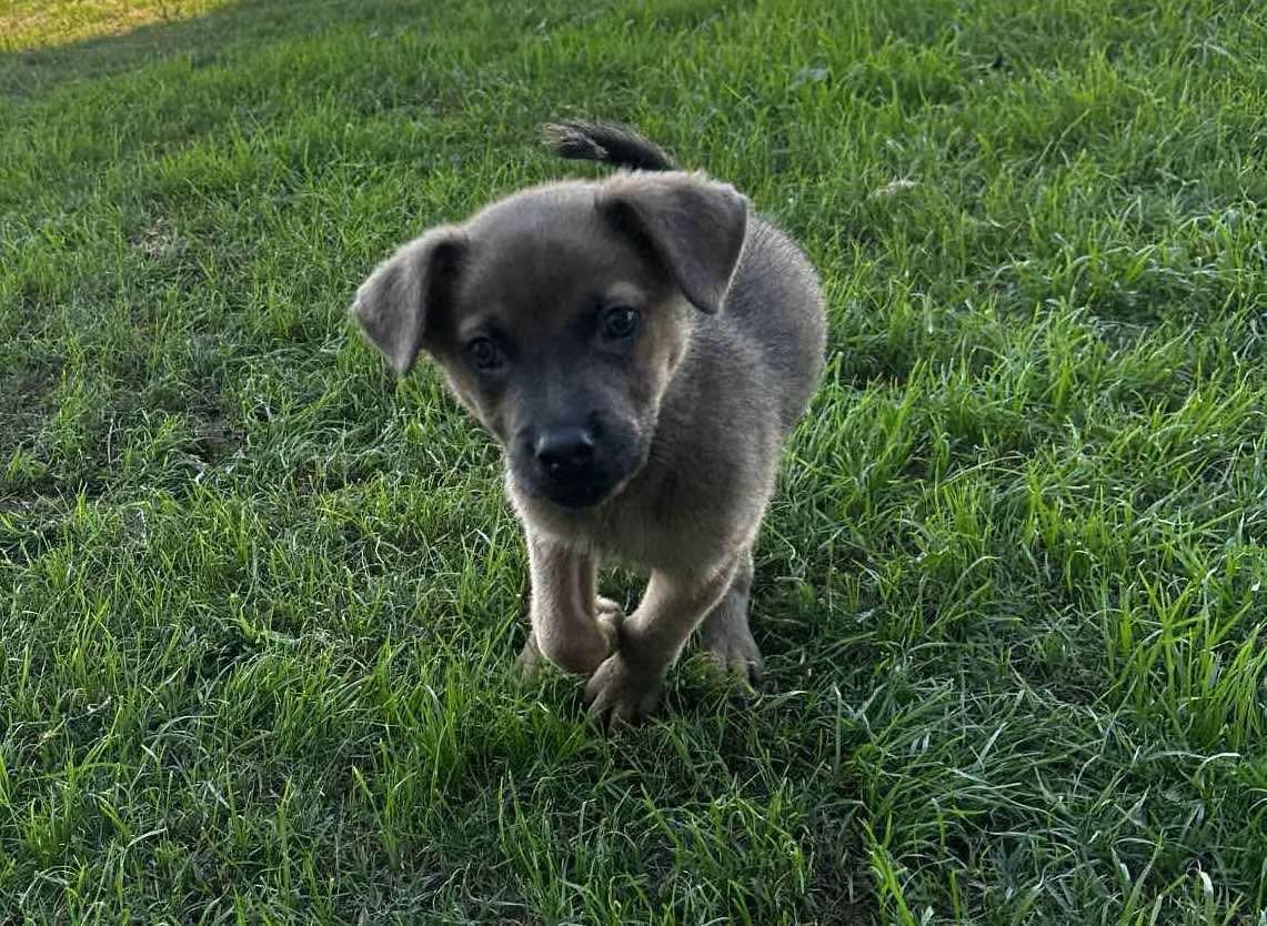 Enlarge Max #2, a Adoptable Mixed Breed in Puyallup, WA image 4/4