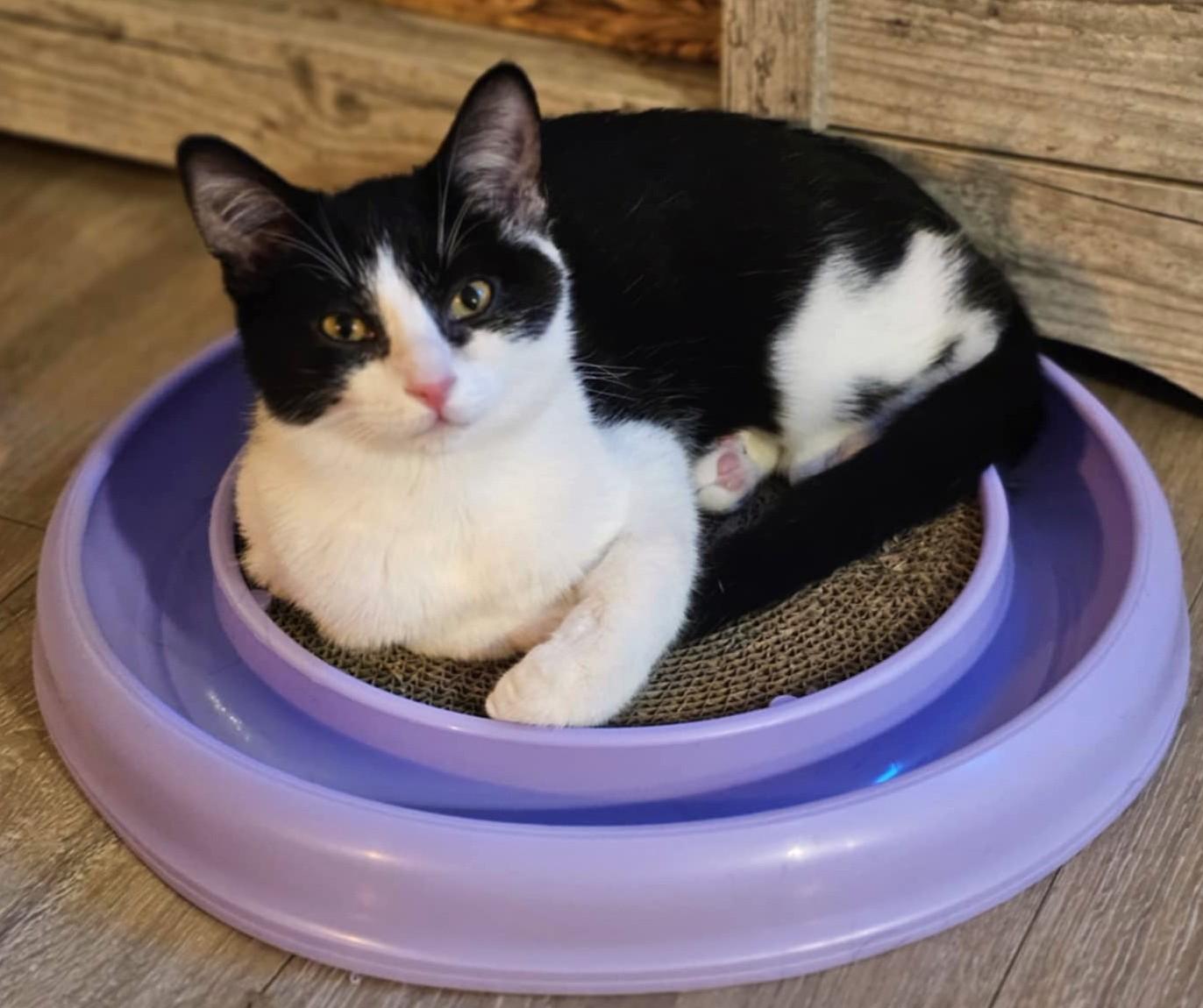 Louis, a Adoptable Domestic Short Hair in Chertsey, QC image 1/5