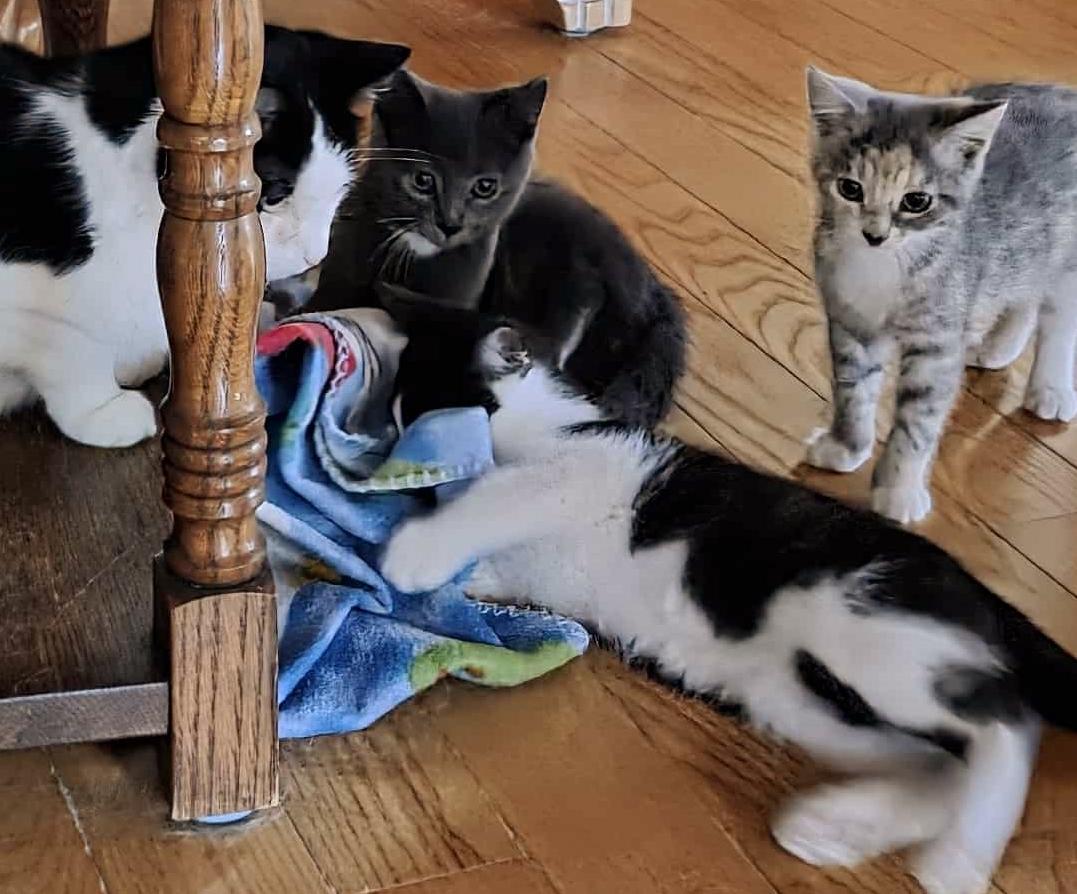 Louis, a Adoptable Domestic Short Hair in Chertsey, QC image 4/5