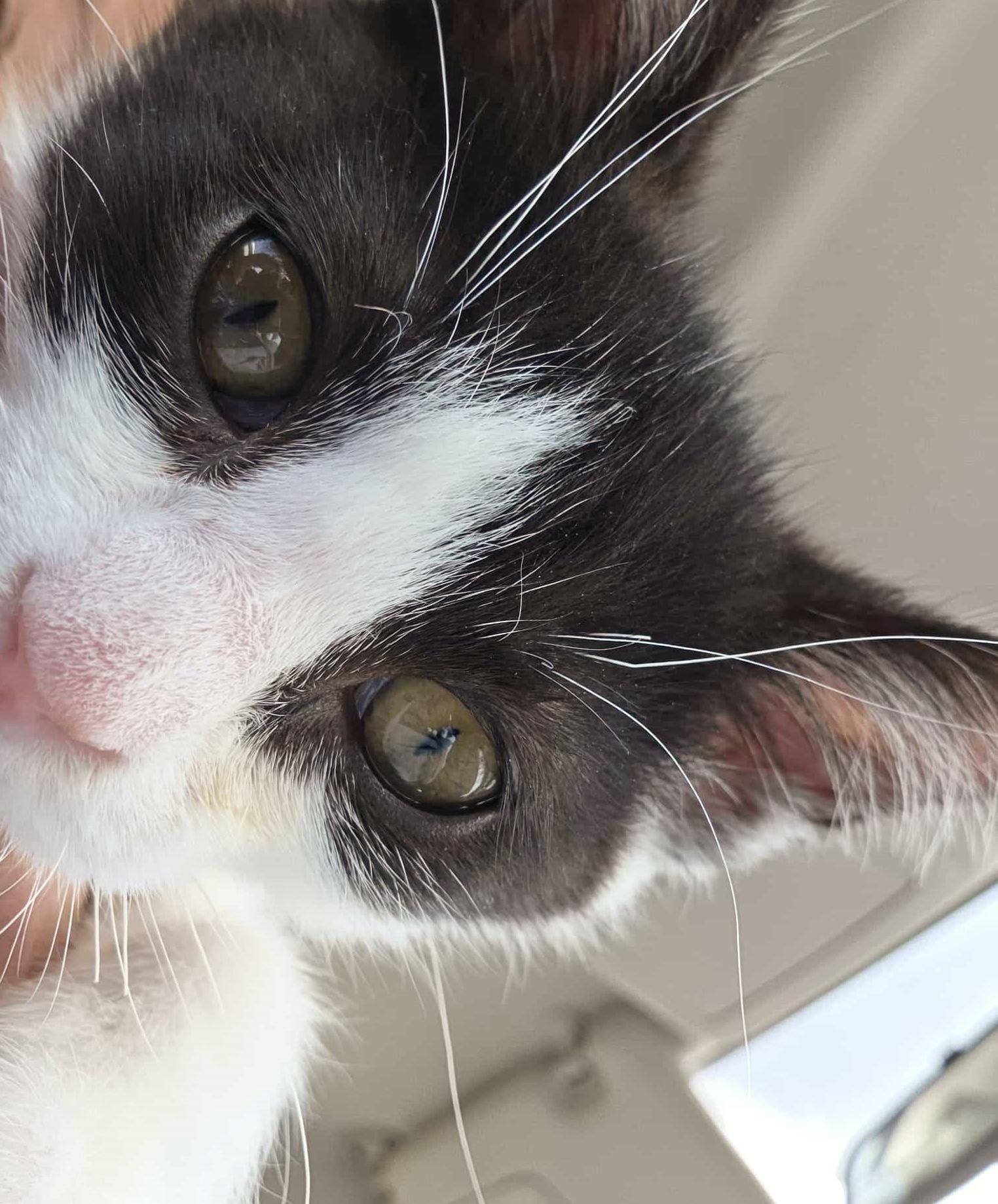 Louis, a Adoptable Domestic Short Hair in Chertsey, QC image 5/5