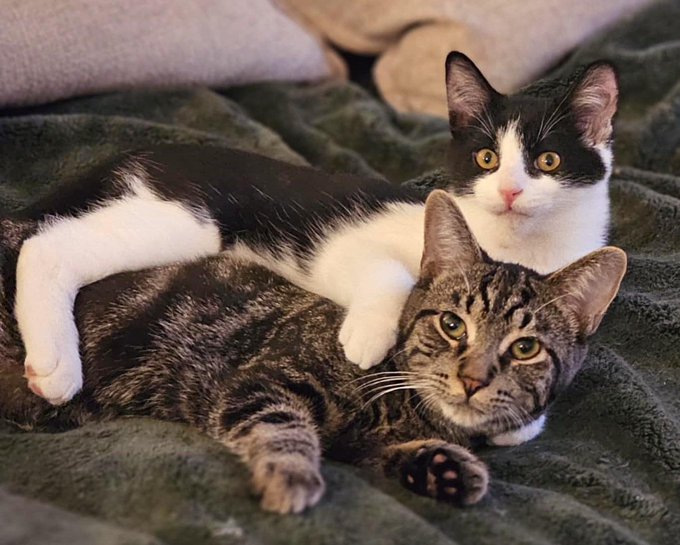 Louis, a Adoptable Domestic Short Hair in Chertsey, QC image 2/5