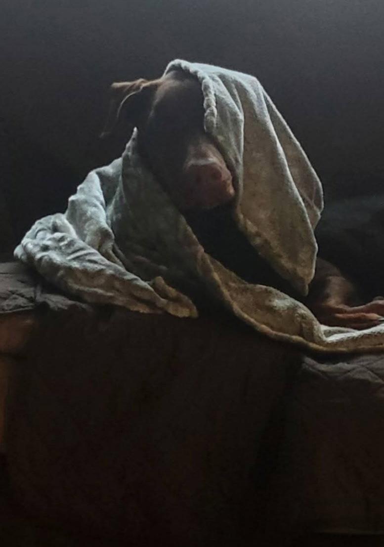 Enlarge Deja, a Adoptable Doberman Pinscher in Buffalo, MN image 1/3