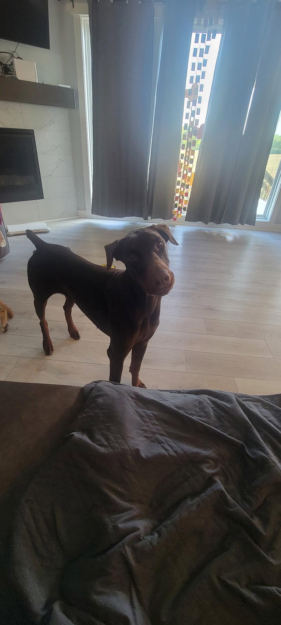 Enlarge Deja, a Adoptable Doberman Pinscher in Buffalo, MN image 1/3