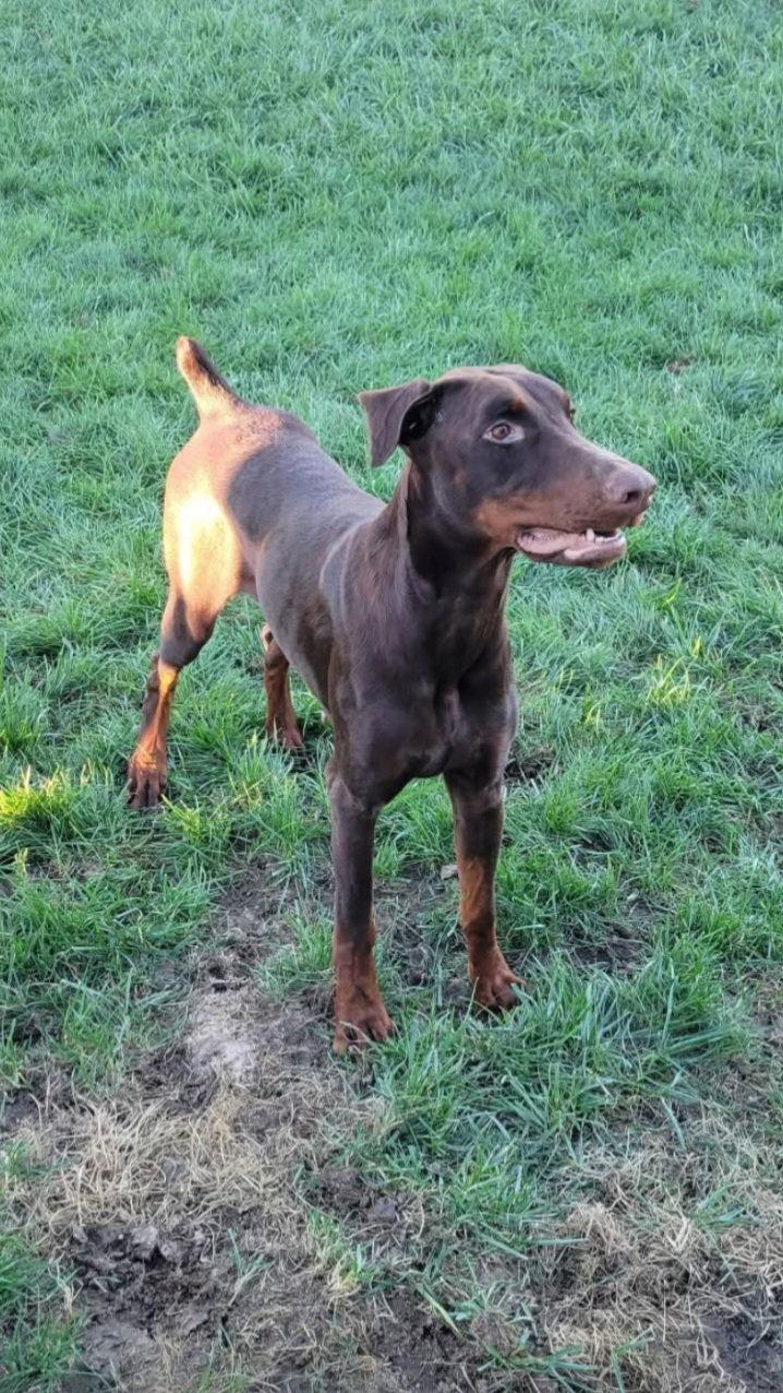 Deja adoption pending!, Adoptable, Adult Female Doberman Pinscher.