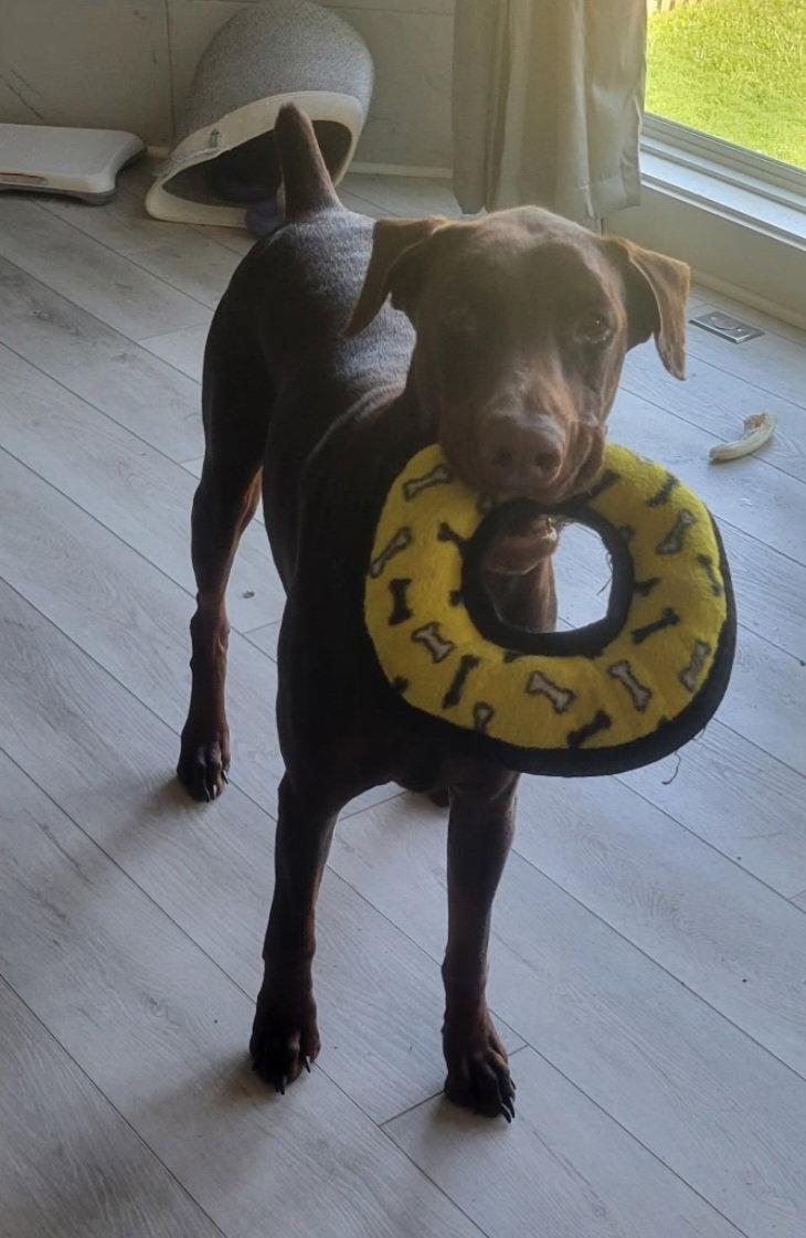 Enlarge Deja, a Adoptable Doberman Pinscher in Buffalo, MN image 3/3