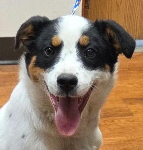 Enlarge Rosie, an adopted mixed breed in Denver, CO image 1/1