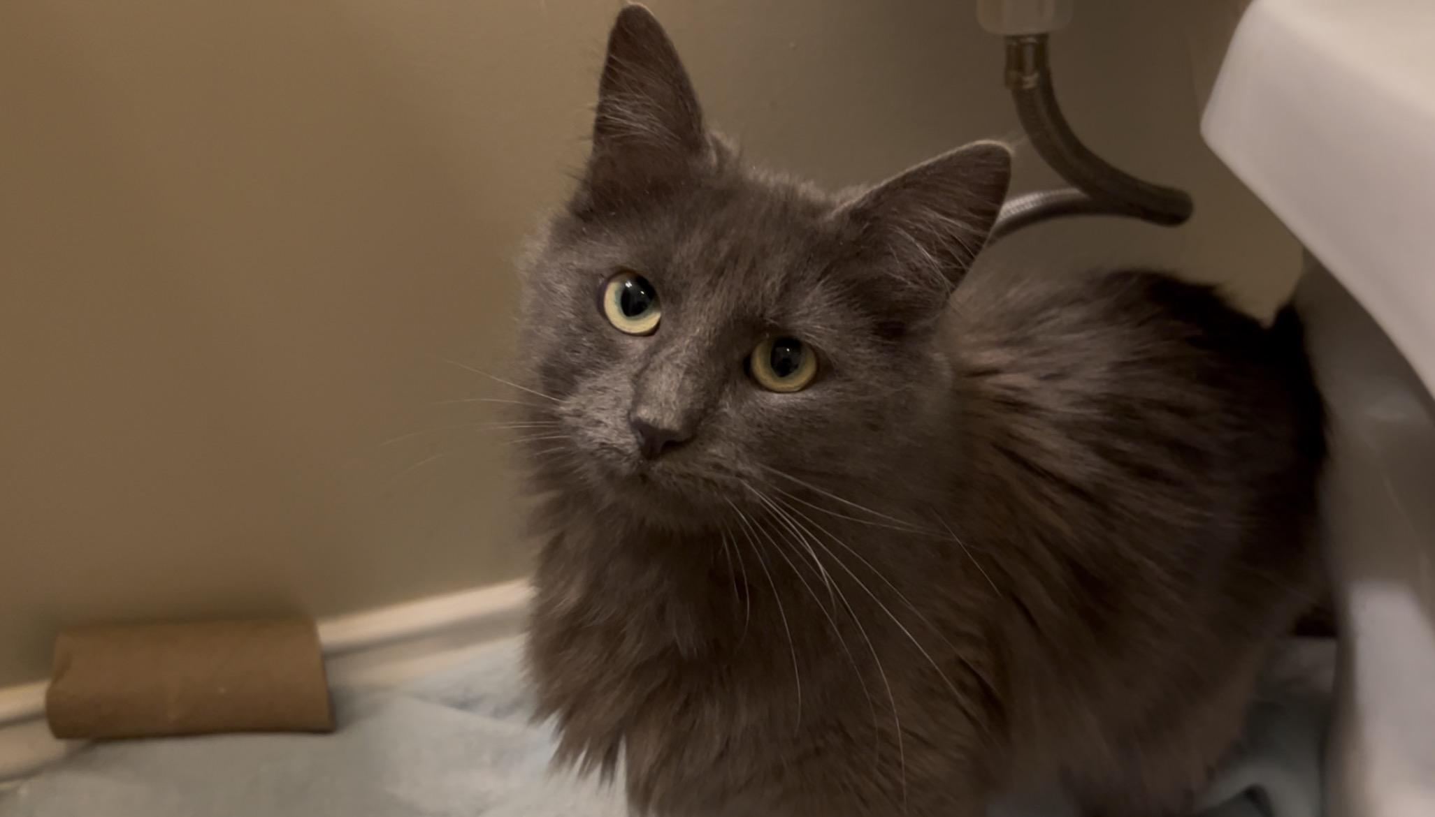 Enlarge Amelia, an adopted Domestic Medium Hair in Roachdale, IN image 2/4