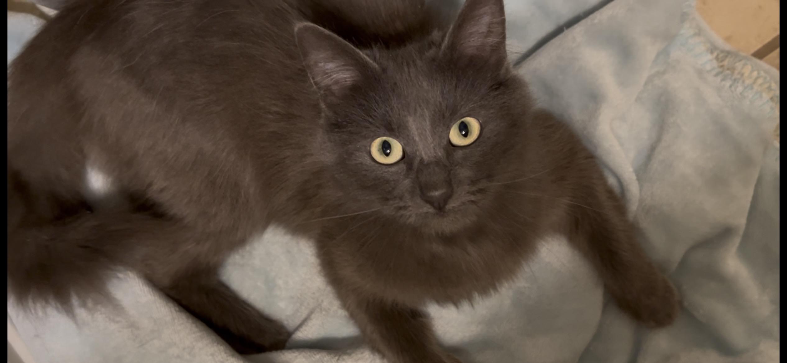 Amelia, adopted, Adult Female Domestic Medium Hair.