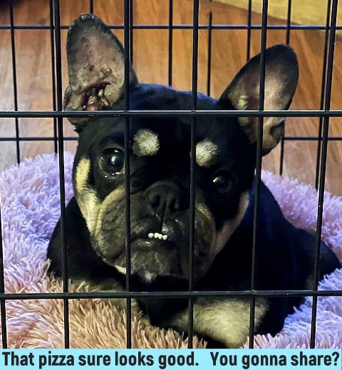 Enlarge Joplin, a ADOPTABLE French Bulldog in Los Angeles, CA image 5/5