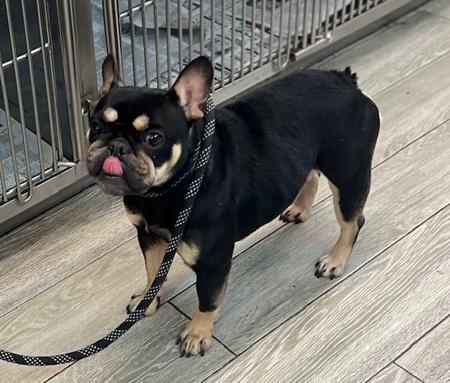 Enlarge Joplin, a ADOPTABLE French Bulldog in Los Angeles, CA image 2/5