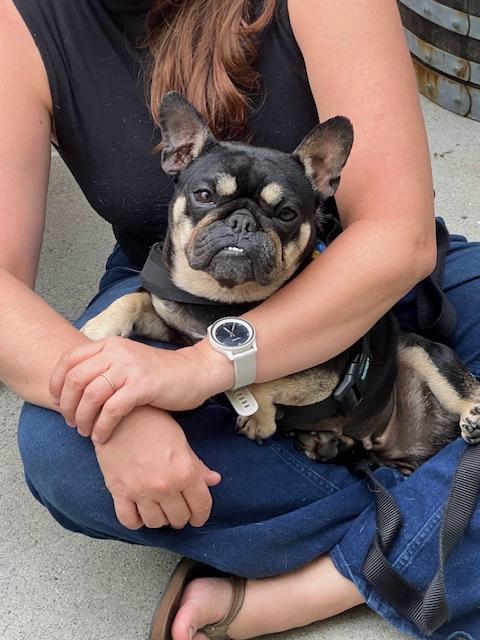 Enlarge Joplin, a ADOPTABLE French Bulldog in Los Angeles, CA image 3/6