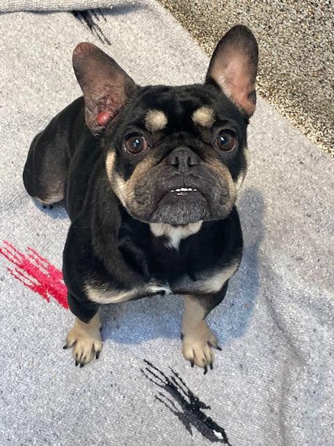 Enlarge Joplin, a ADOPTABLE French Bulldog in Los Angeles, CA image 1/5