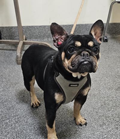 Enlarge Joplin, a ADOPTABLE French Bulldog in Los Angeles, CA image 3/5
