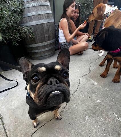 Enlarge Joplin, a ADOPTABLE French Bulldog in Los Angeles, CA image 5/6