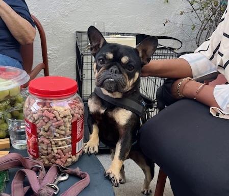 Enlarge Joplin, a ADOPTABLE French Bulldog in Los Angeles, CA image 6/6