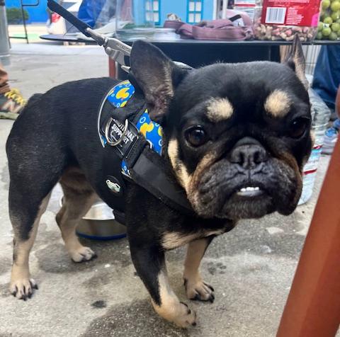 Enlarge Joplin, a ADOPTABLE French Bulldog in Los Angeles, CA image 4/6