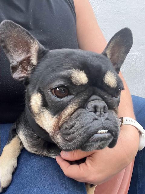 Joplin, ADOPTABLE, Adult Female French Bulldog.
