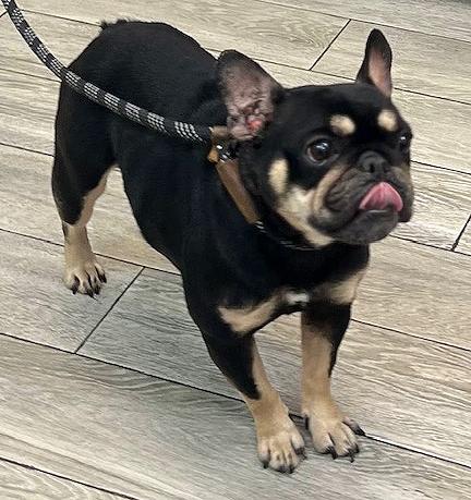 Enlarge Joplin, a ADOPTABLE French Bulldog in Los Angeles, CA image 4/5