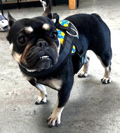 Enlarge Joplin, a ADOPTABLE French Bulldog in Los Angeles, CA image 2/6