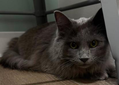 Smoke, adopted, Young Male Domestic Long Hair.