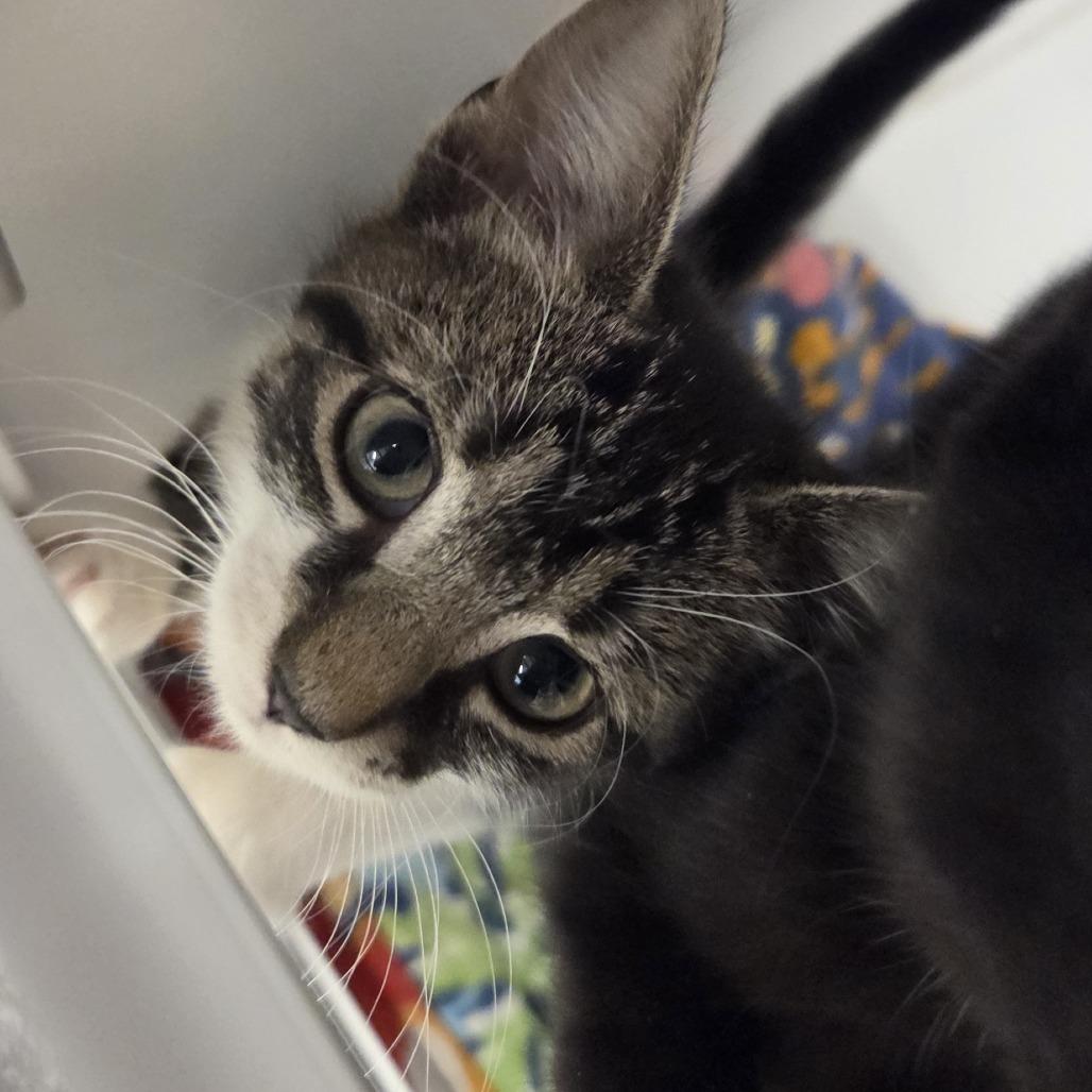 Enlarge Deep Sea, a Adoptable mixed breed in Voorhees, NJ image 1/1