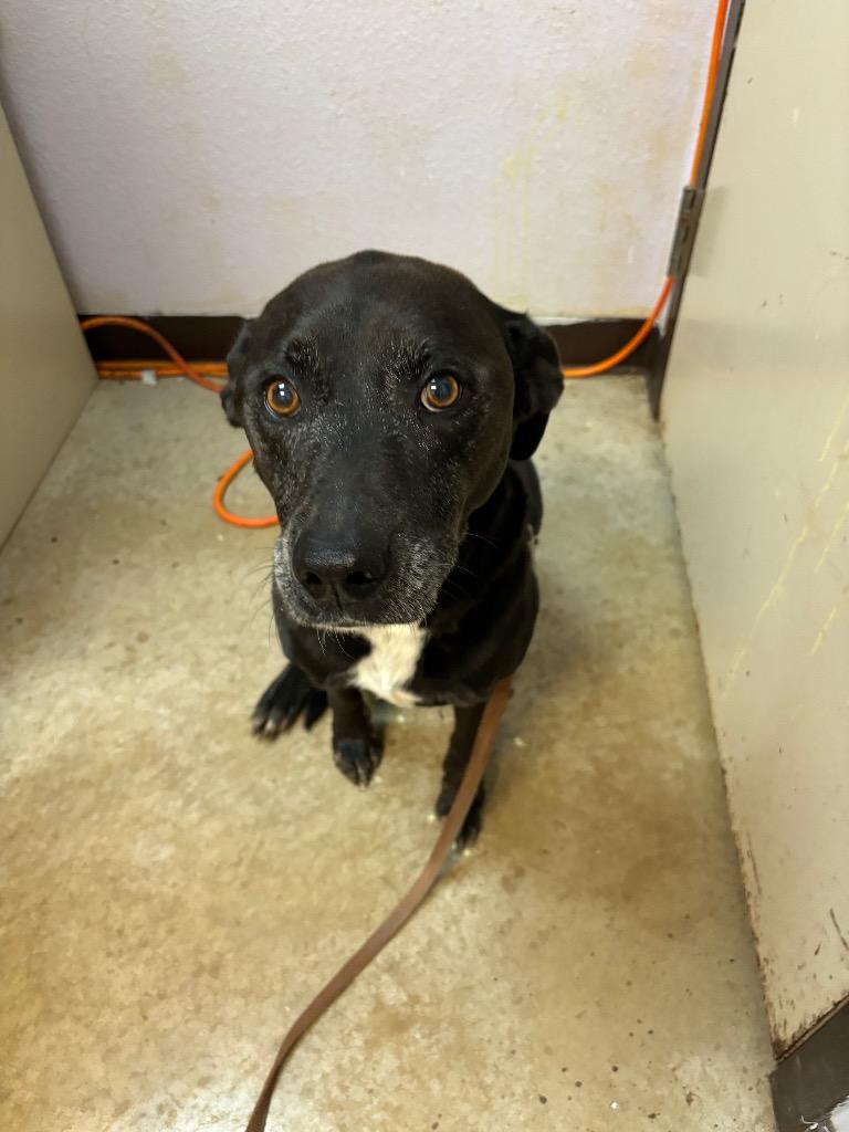 Bella, Adoptable, Adult Female Terrier.