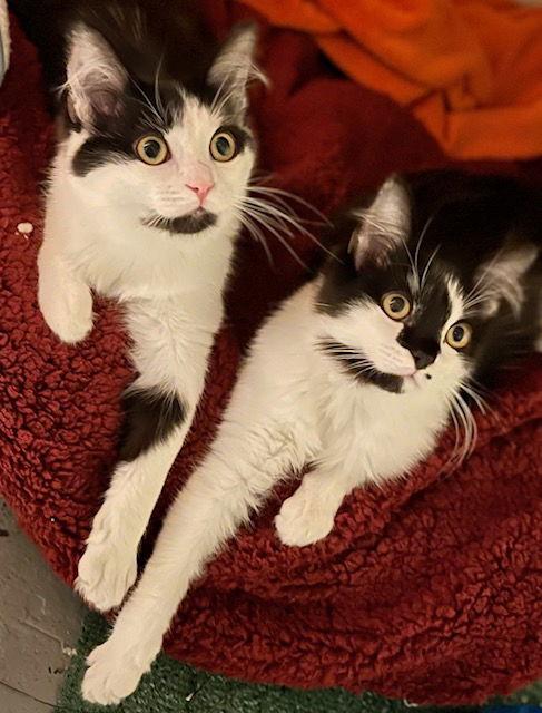 Marilyn and Monroe, Adoptable, Young Female Domestic Medium Hair.