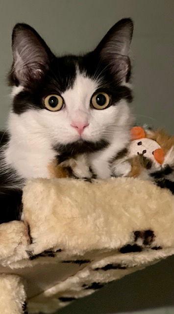 Enlarge Marilyn and Monroe, a Adoptable Domestic Medium Hair in Los Alamitos, CA image 2/4