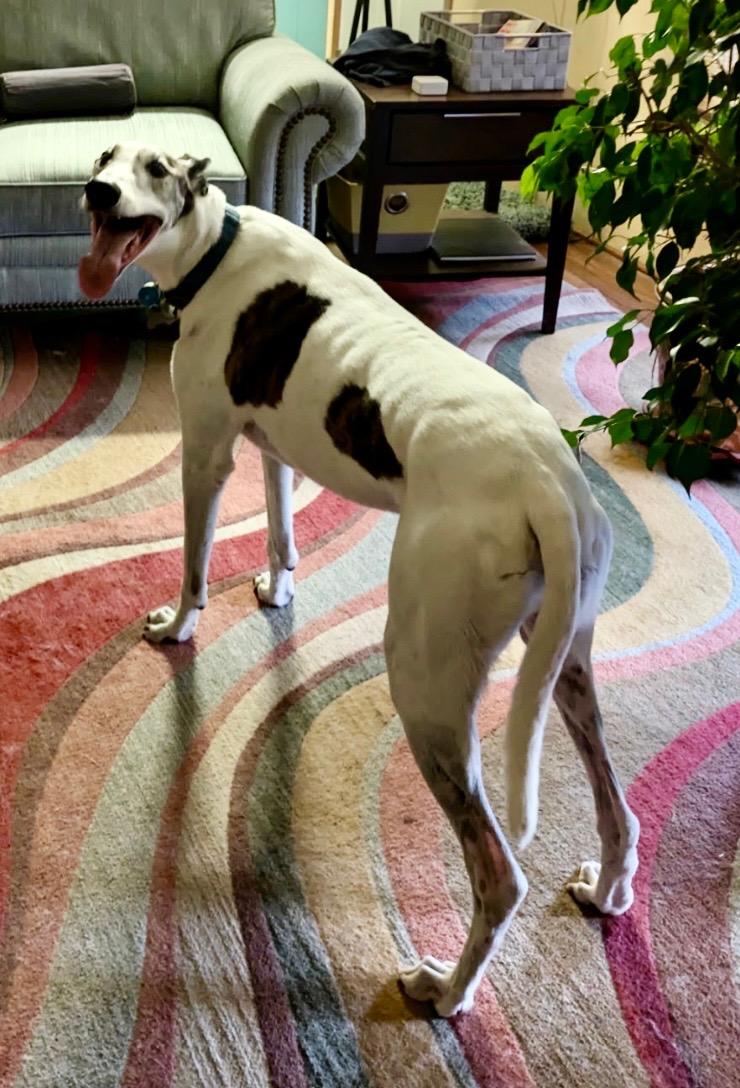 Neil, an adopted mixed breed in Hobart, IN image 4/4