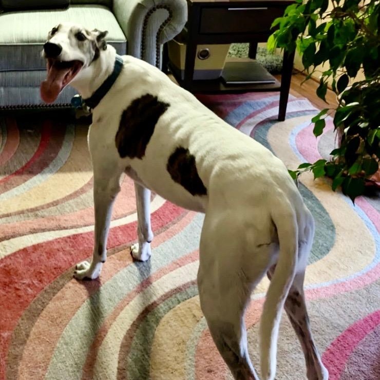 Neil, an adoptable Lurcher, Greyhound in Hobart, IN, 46342 | Photo Image 1