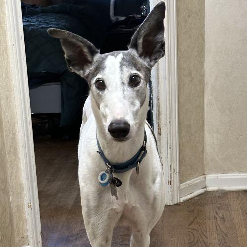 Neil, an adopted mixed breed in Hobart, IN image 2/4