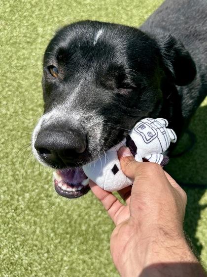 Sgt. Stubby, a Adoptable mixed breed in Wichita, KS image 1/3