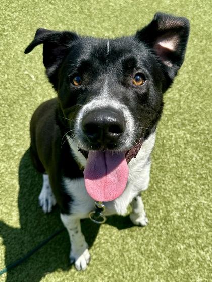Sgt. Stubby, a Adoptable mixed breed in Wichita, KS image 2/3