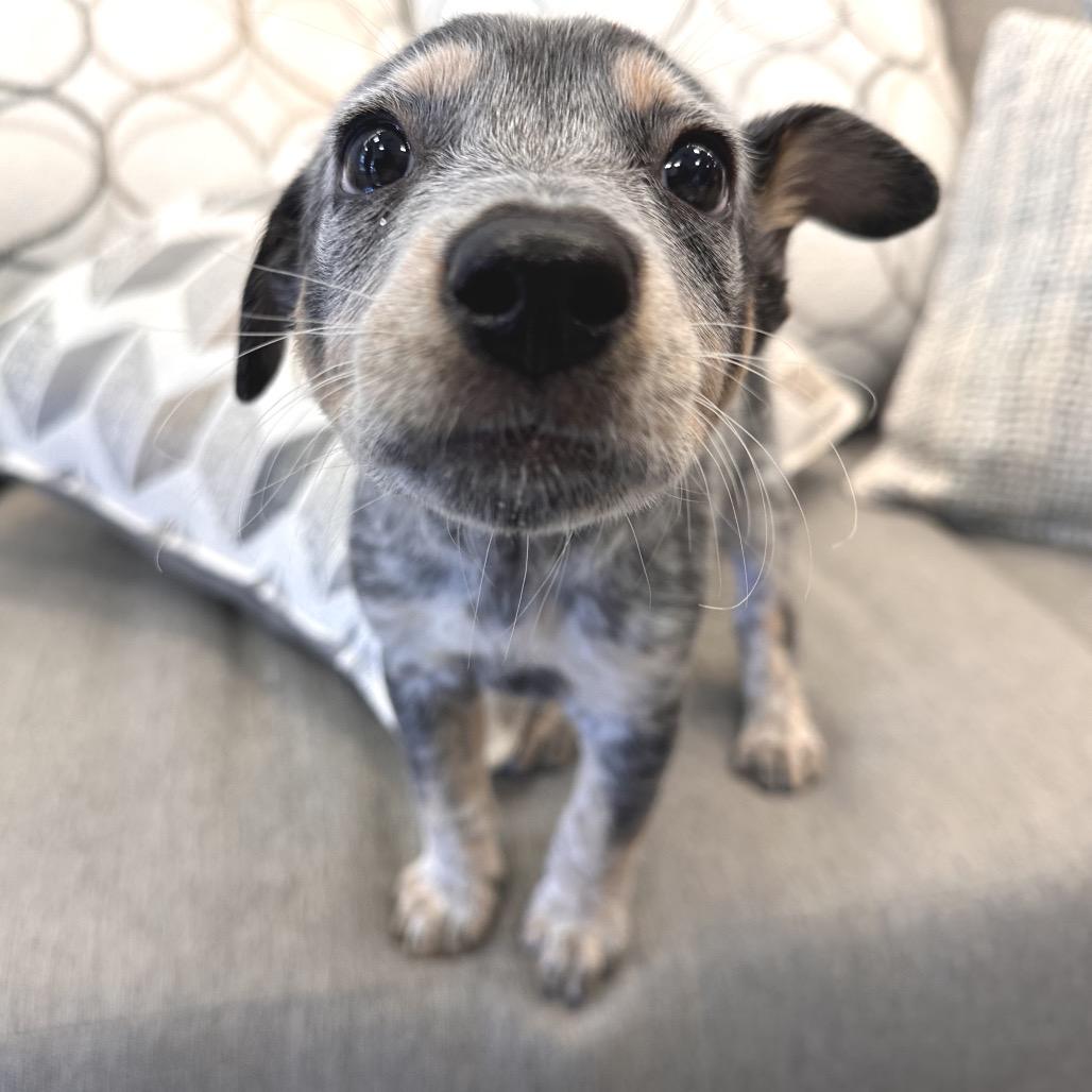 Fa, Adoptable, Puppy Female Mixed Breed.