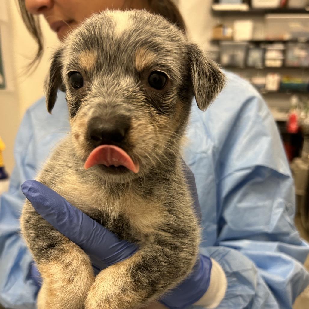 Enlarge Fa, a Adoptable Mixed Breed in Park City, UT image 2/6