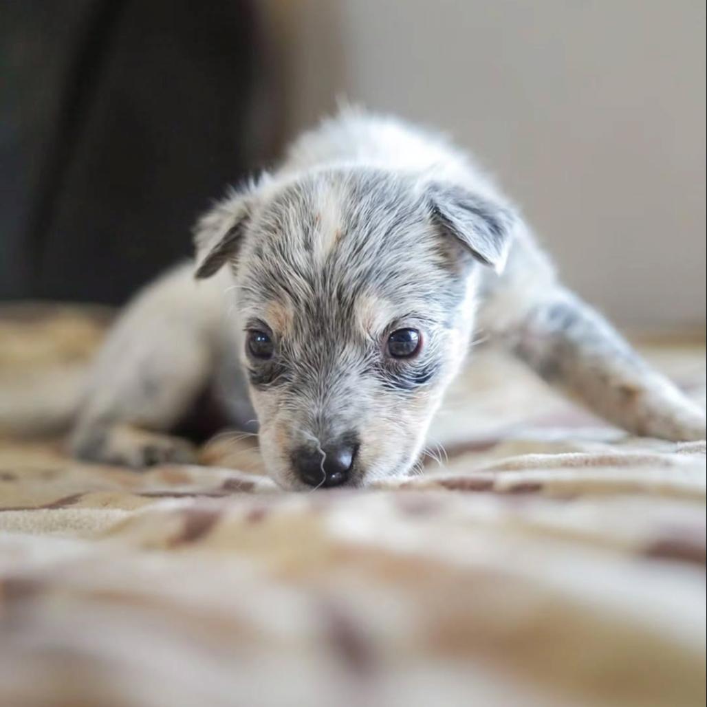 Enlarge Fa, a Adoptable Mixed Breed in Park City, UT image 3/6
