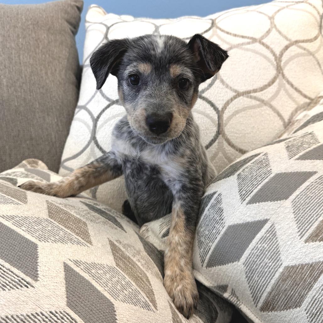 Enlarge Fa, a Adoptable Mixed Breed in Park City, UT image 5/6