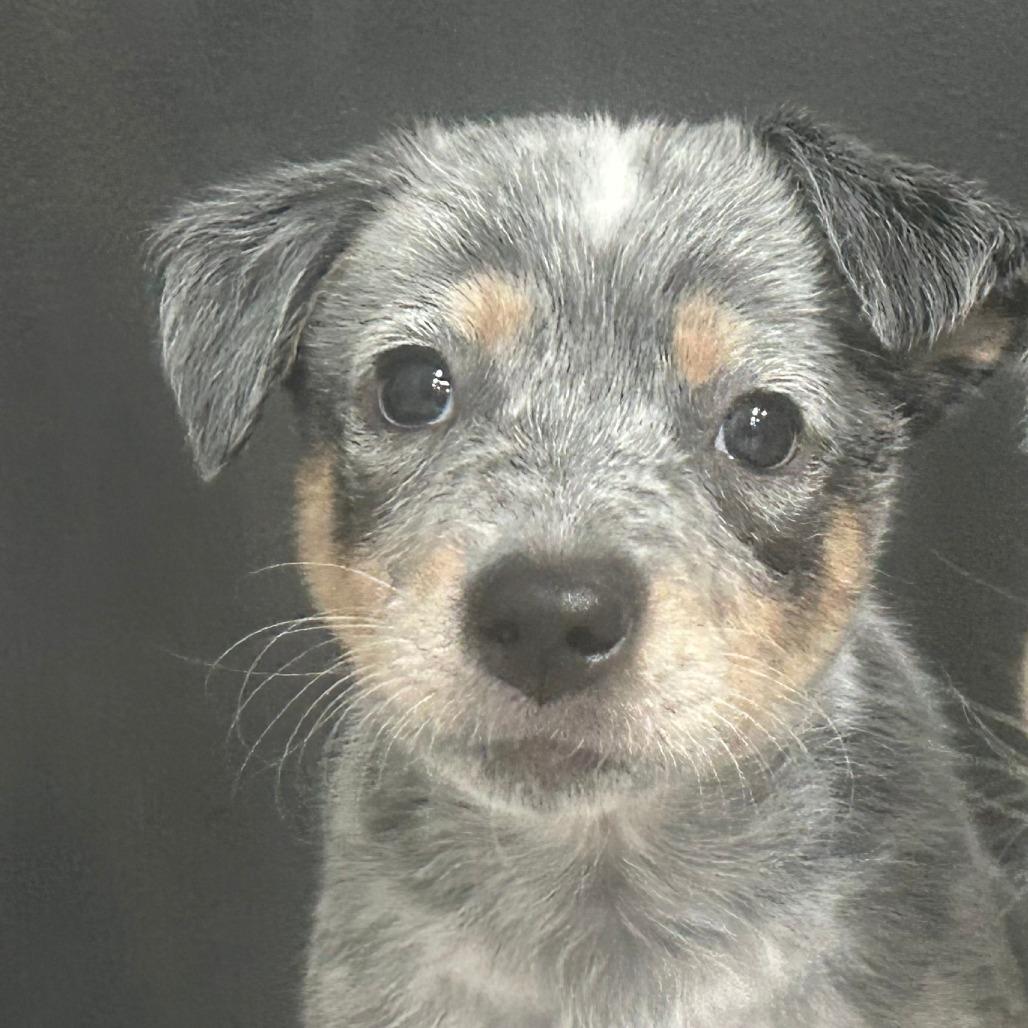 Enlarge Fa, a Adoptable Mixed Breed in Park City, UT image 6/6