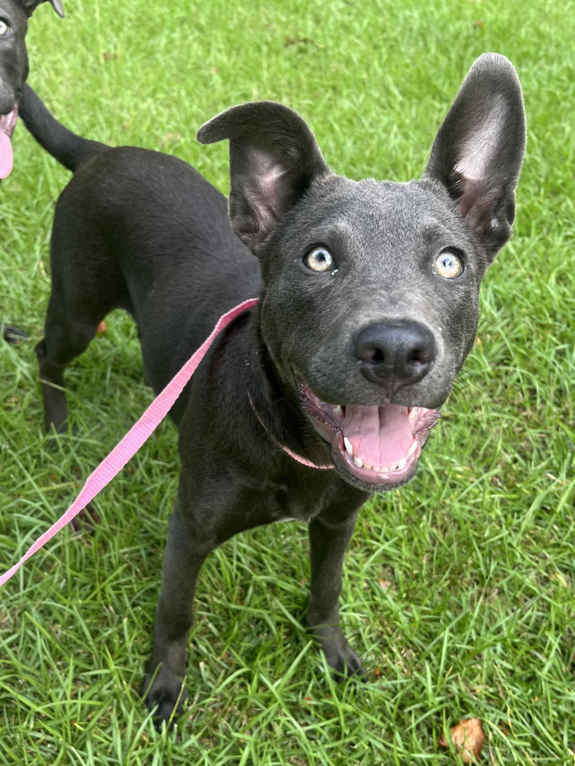 Enlarge Rue, a Adoptable mixed breed in Fayetteville , NC image 2/6